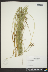 Juncus coriaceus image