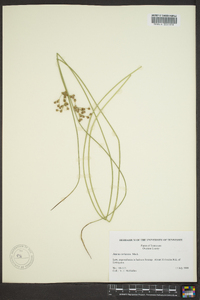 Juncus coriaceus image