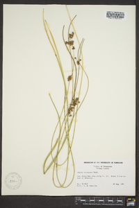 Juncus coriaceus image