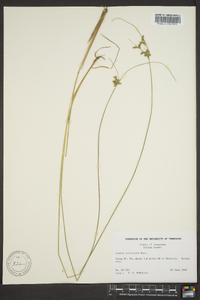 Juncus coriaceus image