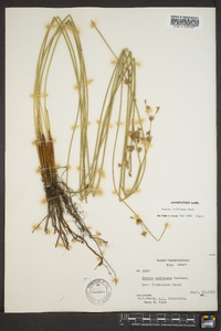 Juncus coriaceus image