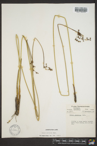 Juncus coriaceus image