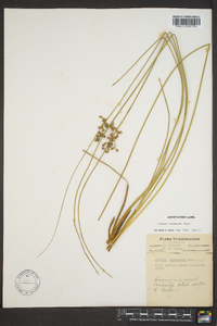 Juncus coriaceus image