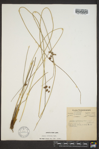 Juncus coriaceus image