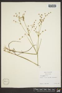 Juncus debilis image