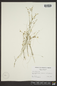 Juncus debilis image