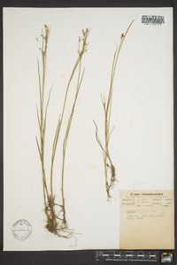 Juncus debilis image