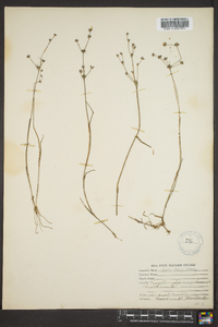 Juncus debilis image