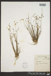 Juncus debilis image