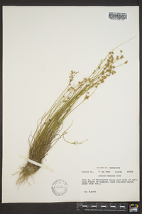 Juncus debilis image