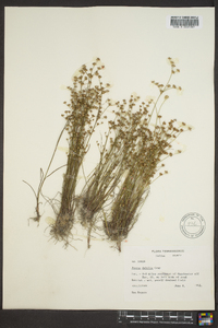 Juncus debilis image