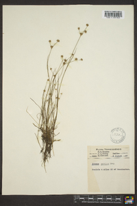 Juncus debilis image