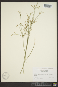 Juncus debilis image