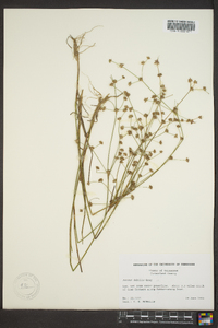 Juncus debilis image