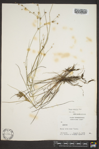 Juncus debilis image