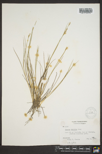 Juncus debilis image