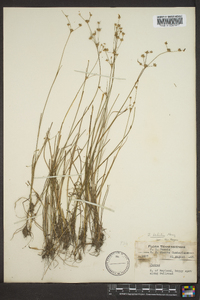 Juncus debilis image