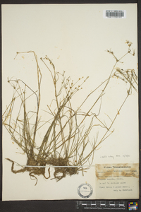 Juncus debilis image