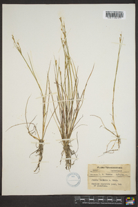 Juncus debilis image