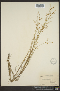 Juncus debilis image