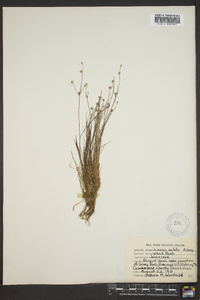 Juncus debilis image