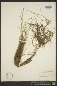 Juncus debilis image