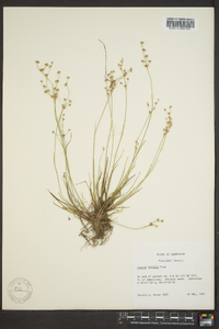 Juncus debilis image