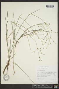 Juncus debilis image