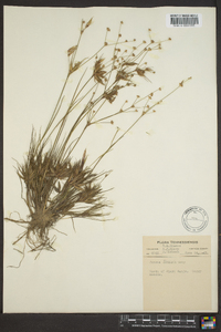 Juncus debilis image