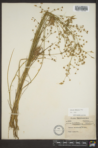 Juncus debilis image