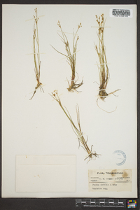 Juncus debilis image