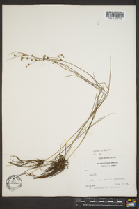 Juncus debilis image