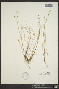 Juncus debilis image