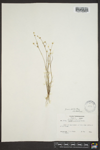 Juncus debilis image