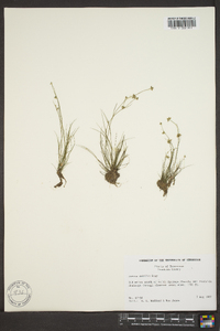 Juncus debilis image