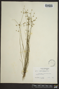 Juncus debilis image