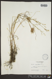 Juncus debilis image