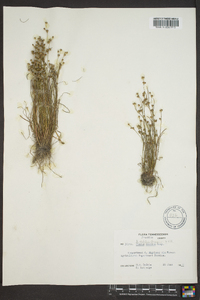 Juncus debilis image