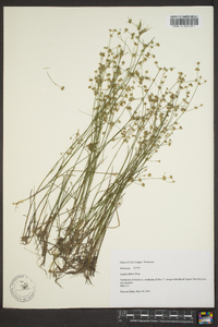 Juncus debilis image