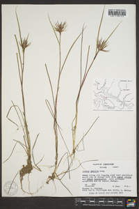 Juncus debilis image