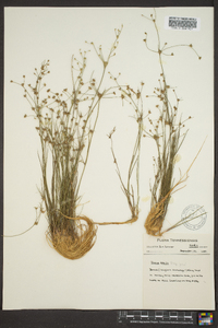 Juncus debilis image