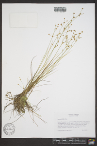 Juncus debilis image