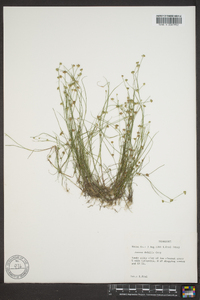 Juncus debilis image