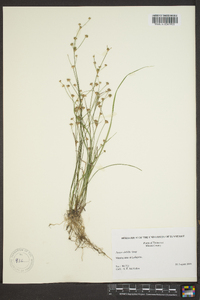 Juncus debilis image