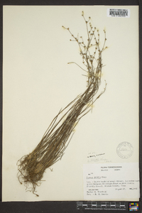 Juncus debilis image