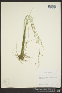 Juncus debilis image