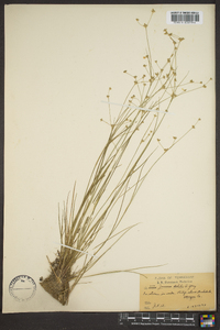 Juncus debilis image