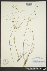 Juncus debilis image