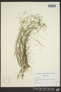 Juncus debilis image