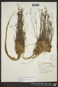 Juncus debilis image